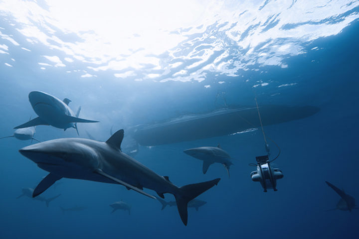 Deep Trekker DTG3 Underwater ROV with Sharks